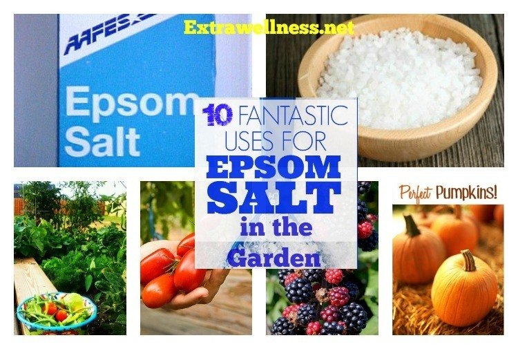 Top 10 Important Gardening Tips And Uses for Epsom salt