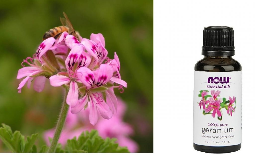 Essential Oils For Nerve Pain Natural And Effective