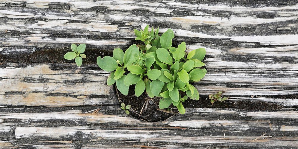 best DIY Organic Fertilizer