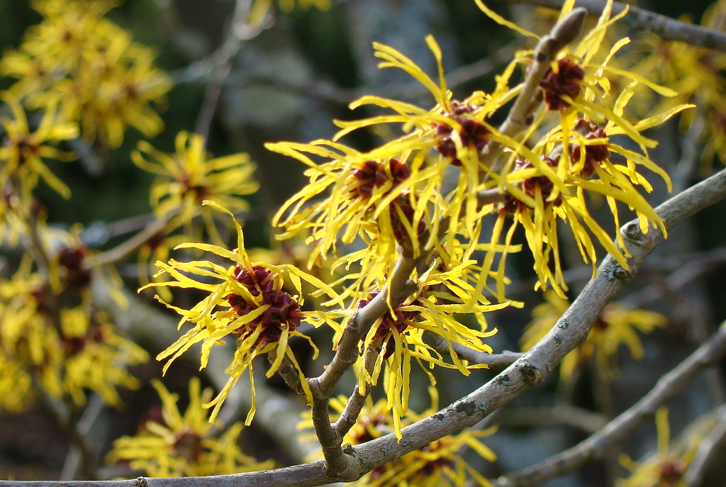 Witch Hazel For Acne Scars