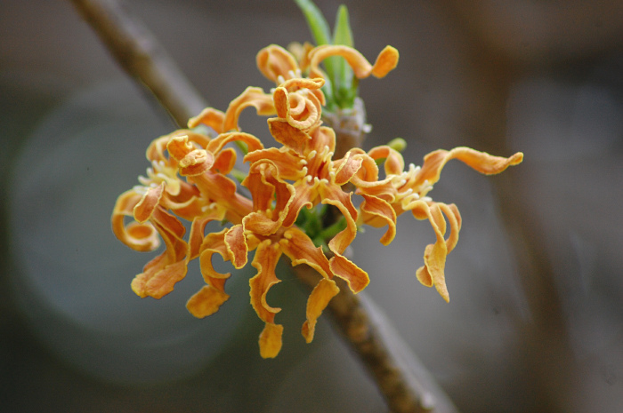 witch hazel plant