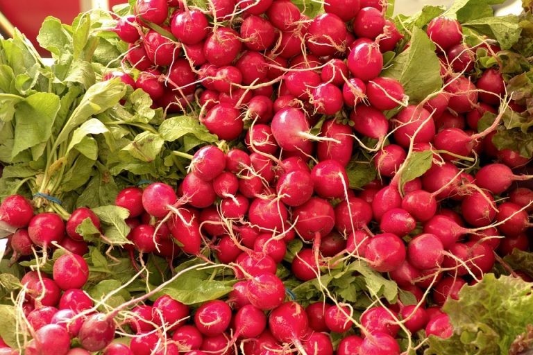 Are Radishes Good for You Extra Wellness Benefits of Radishes