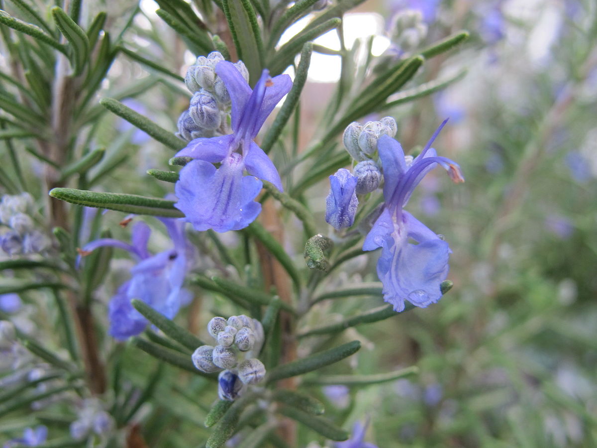 Rosemary Benefits Packed Full Of Vitamins Folate   Rosemary In Bloom 