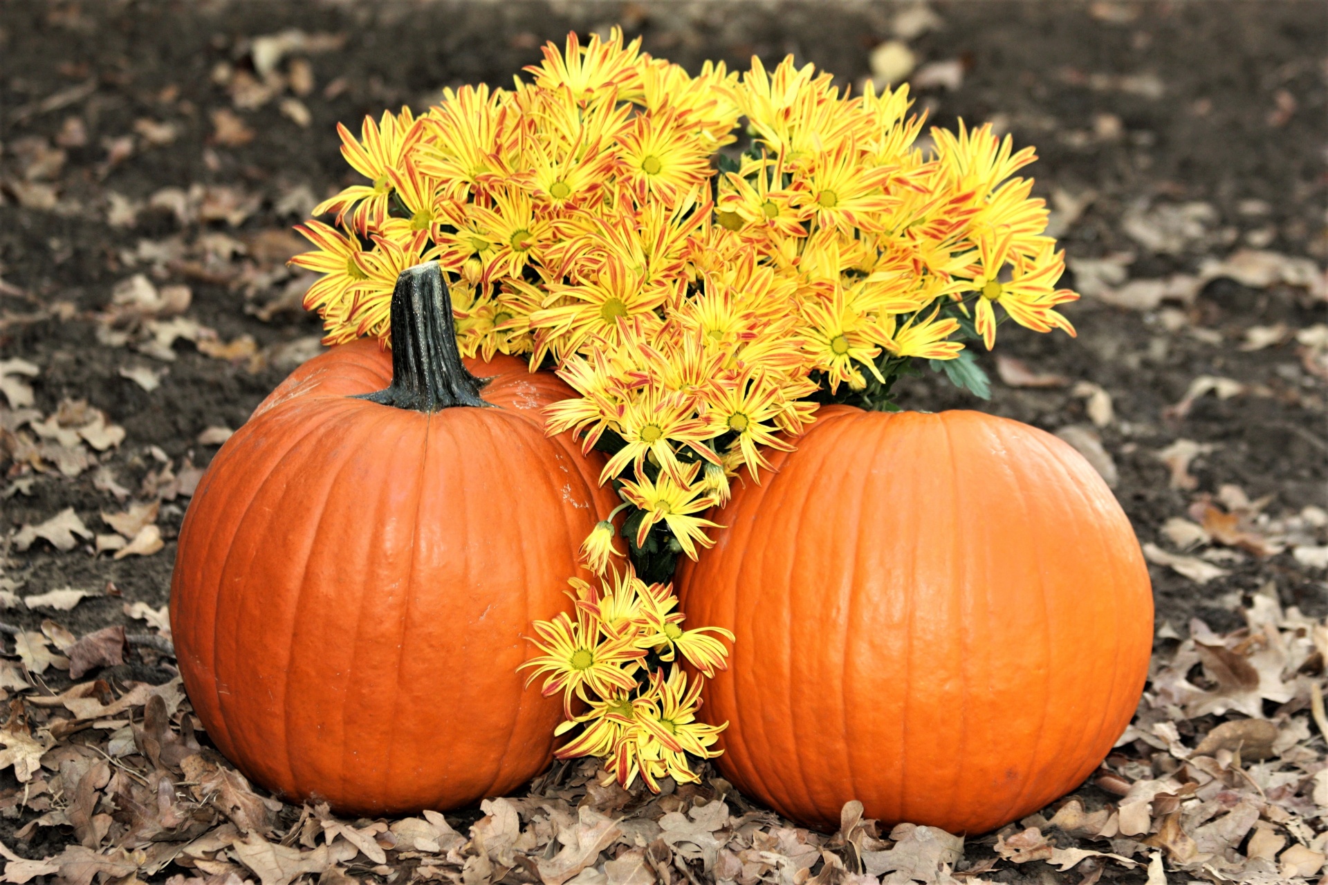 How to Plant Pumpkin Seeds 